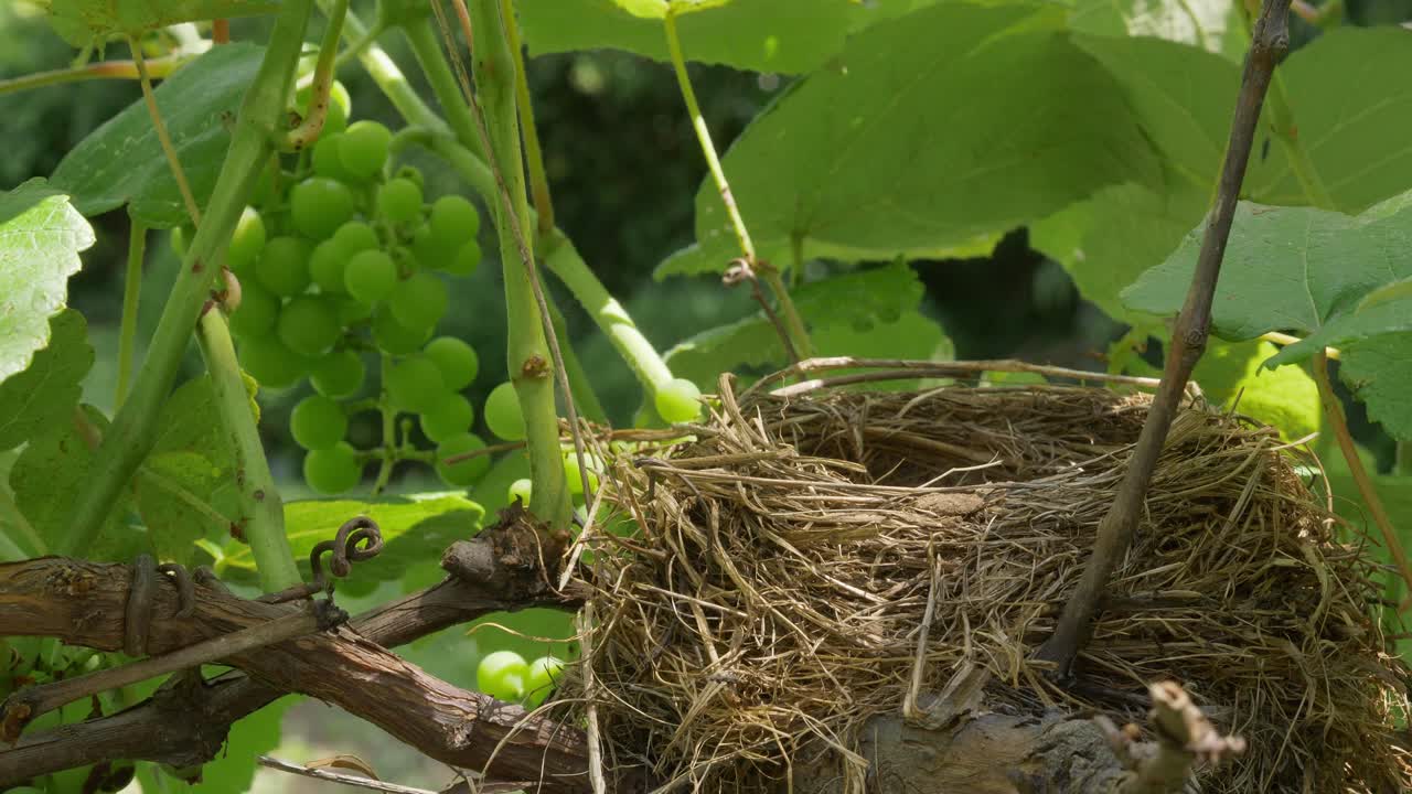 화창한 여름날 느린 동작으로 포도 덩굴 옆 울타리에 있는 빈 새 둥지