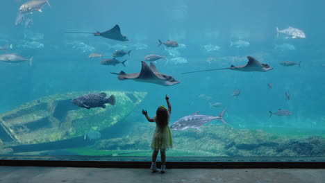 Niña-En-El-Acuario-Mirando-Mantarraya-Nadando-En-El-Tanque-Niño-Curioso-Observando-Animales-Marinos-En-El-Oceanario-Divirtiéndose-Aprendiendo-Sobre-La-Vida-Marina-En-El-Hábitat-Acuático