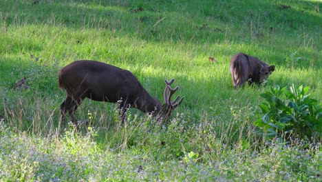 Ciervo-Cerdo-Indio,-Hyelaphus-Porcinus