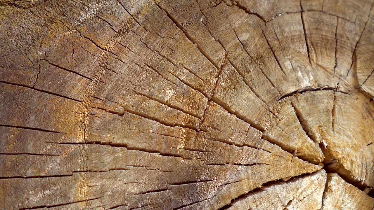 Stump slowly rotates close-up background. Saw cut wood spinning closeup backdrop