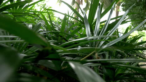 Moviéndose-Hacia-Atrás-Y-Pasando-A-Lo-Largo-De-Una-Línea-De-Palmeras-Pequeñas-Y-En-Crecimiento-En-Un-Parque-Público-En-Bangkok,-Tailandia