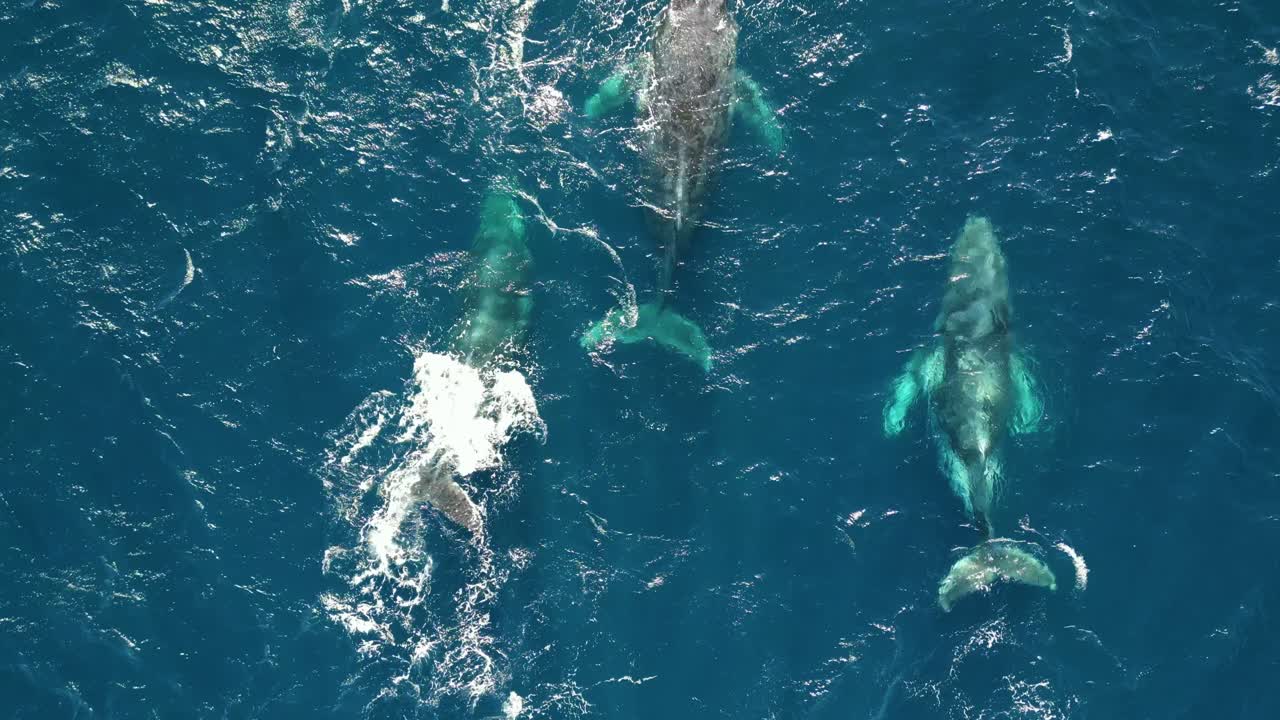 Family of large humpback whales beautiful close up drone tracking shot following the three whales swimming in the blue ocean water during the migration at Sydney coastline