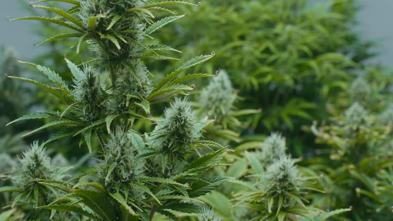 Cannabis Plants in a Grow Operation