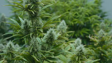 cannabis plants in a grow operation