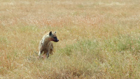 Una-Joven-Hiena-Está-Ocupada-Devorando-Su-Cena,-Una-Pequeña-Gacela,-En-Los-Pastos-Del-Serengeti