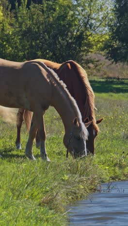 el pastoreo de caballos de montar marrones
