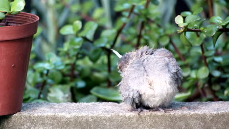la paloma que se ríe de la bola de pelusa recién nacida limpiando sus plumas, tele frontal