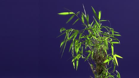 planta de tierra con fondo de pantalla azul