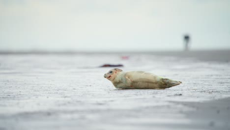 bebé foca del puerto acostado en la playa de arena gris, levantando la cabeza para mirar