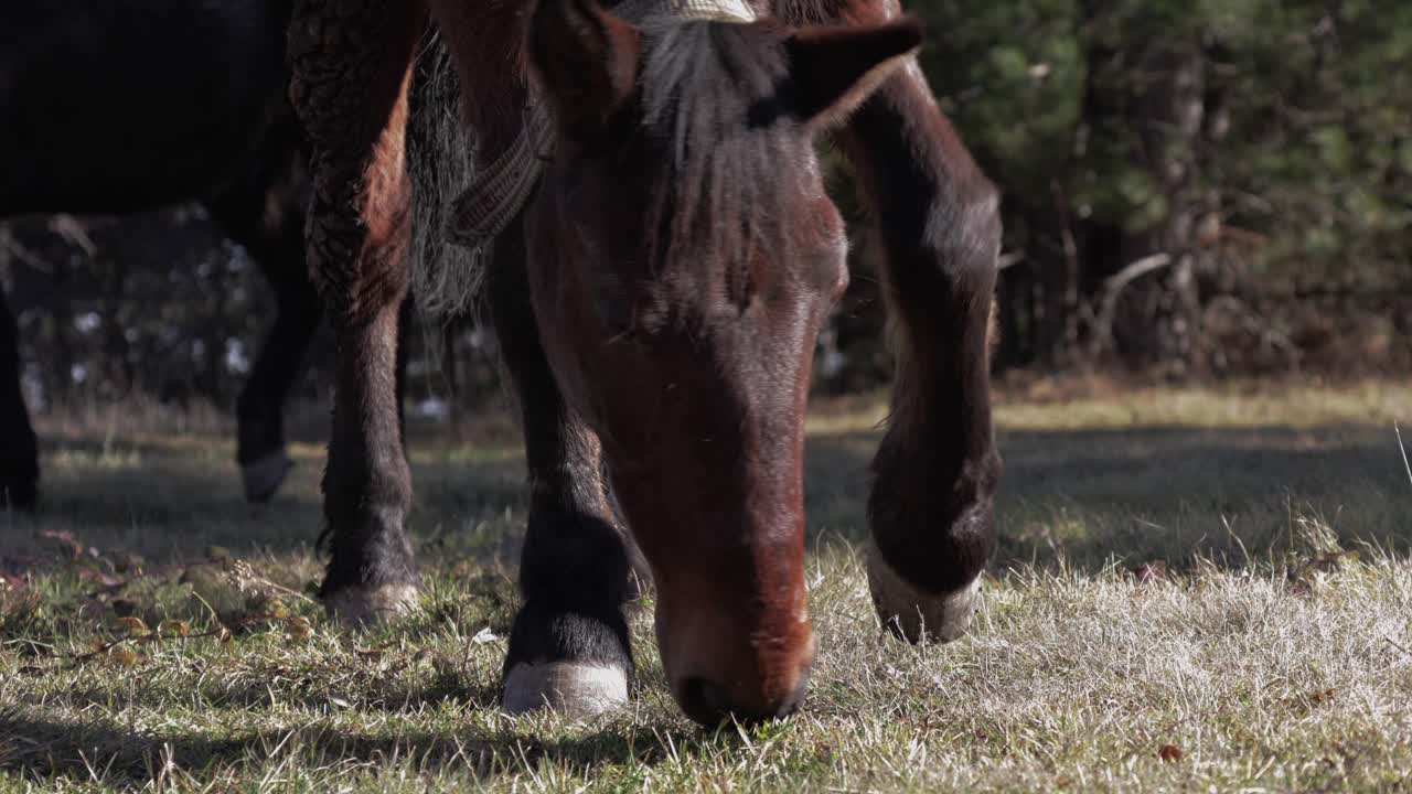 caballo marrón comiendo hierba en un pasto