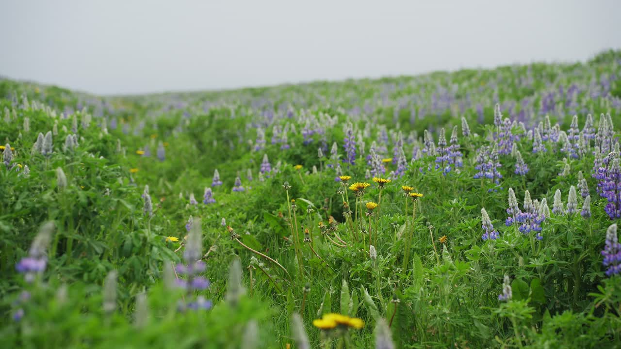 hermosas flores de lupino en un valle islandés en un día nublado