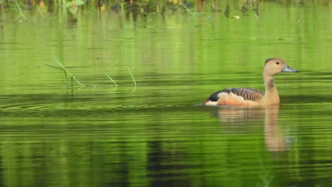 whistling duck swimming uhd 4k