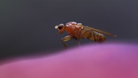 Macro-shot-of-a-tiny-transparent-fly-rubbing-legs-on-a-pink-mushroom