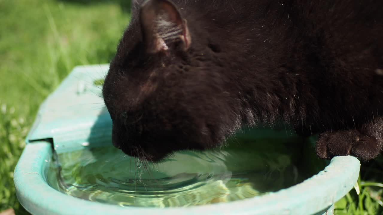 검은 고양이가 물 공급기에서 깨 ⁇ 한 물을 마시고 고양이가 물 공급기에서 깨 ⁇ 한 물을 마시고