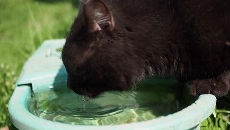 el gato negro bebe agua limpia del dispensador de agua el gato bebe agua limpia del dispensador de agua