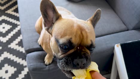 slow motion shot of human feeding french bulldog with banana,close up