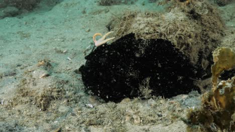 rape sapo negro bostezando mostrando un comportamiento animal único bajo el agua