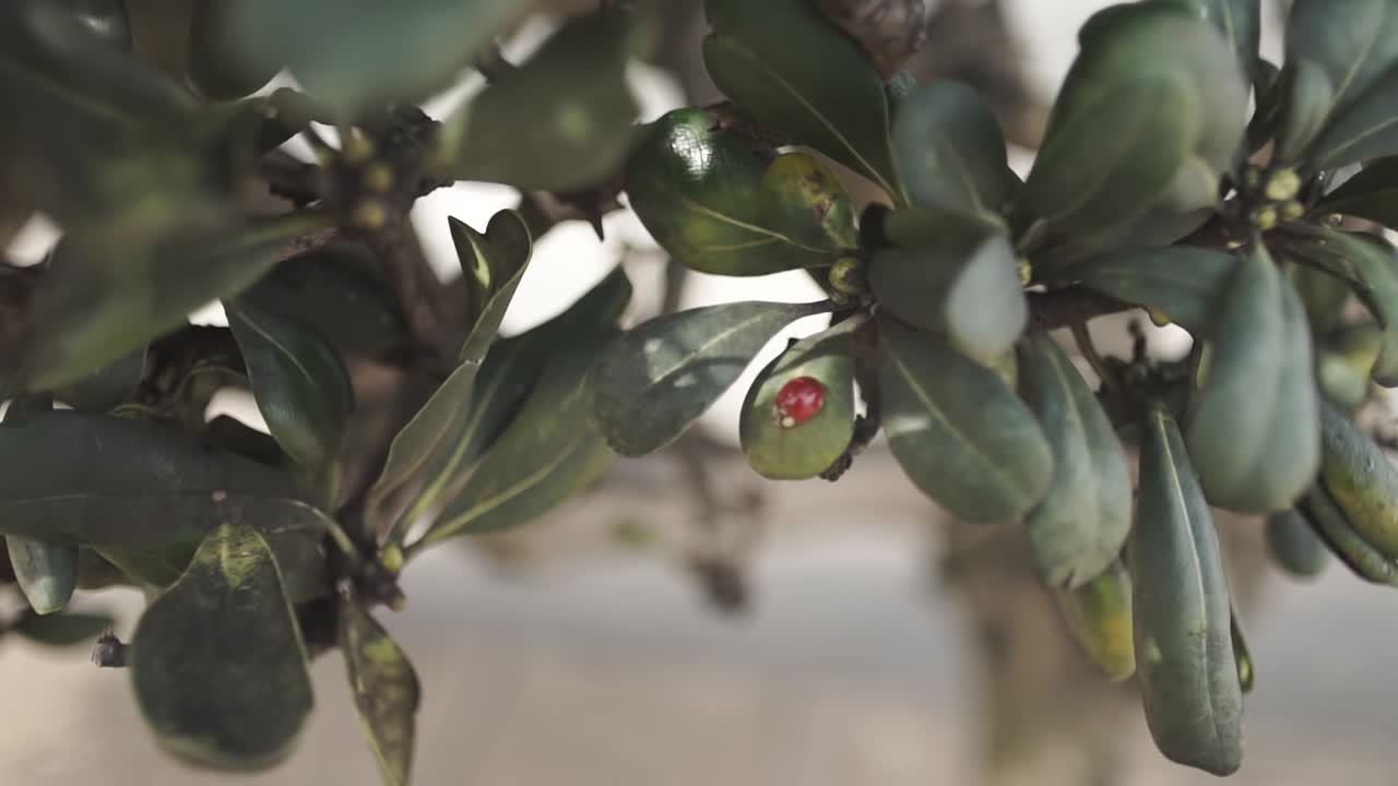 снимок божьей коровки на листьях зеленого растения в замедленном панорамировании слева