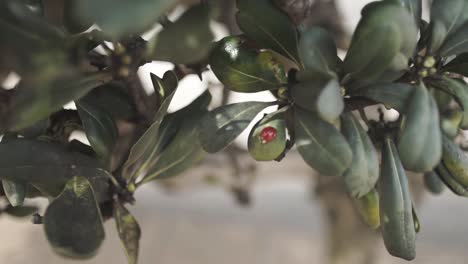 tiro lento a la izquierda de la mariquita en las hojas de las plantas verdes