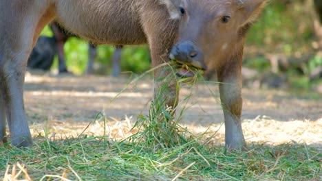 Ganado-De-Búfalo-De-Agua-Comiendo-Hierba-De-Heno-Masticado-En-Un-Día-Soleado-Tiro-Estático