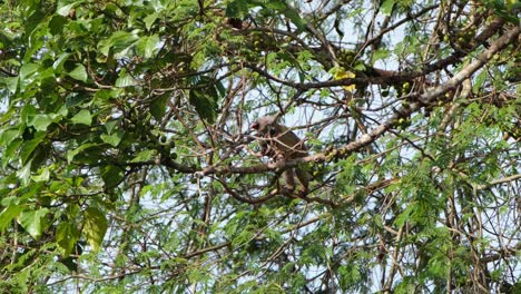seen moving towards a branch with fruits and then climbs up towards the right, small-toothed palm civet arctogalidia trivirgata, khao yai national park, thailand
