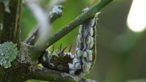 underside of orchard swallowtail butterfly caterpillar, early stage