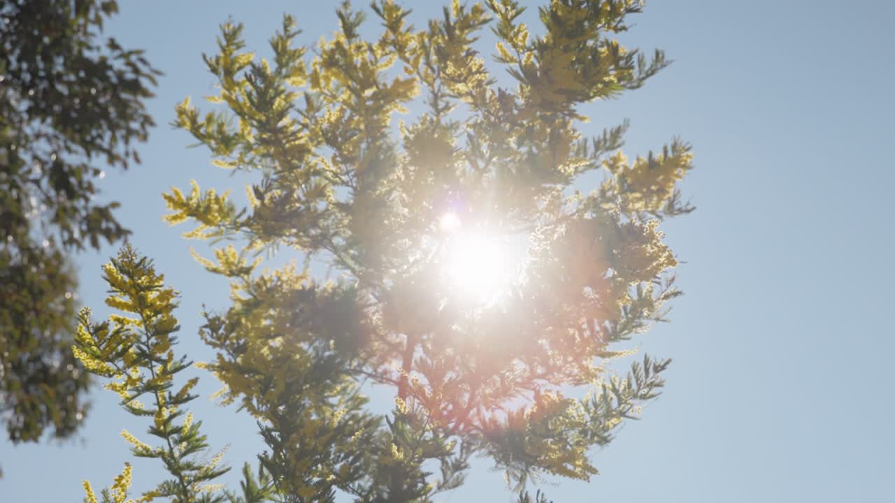 Detailed shot of golden wattle flowers bathed in warm spring sunlight