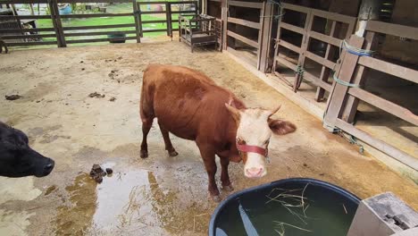 vaca en un establo de la granja