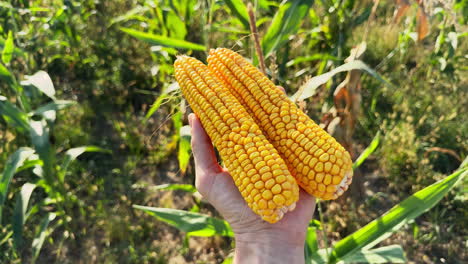 maíz en la mano listo para la cosecha en el campo verde de la granja orgánica