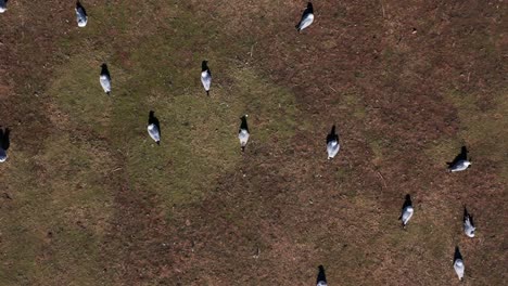 Una-Toma-Aérea-De-Arriba-Hacia-Abajo-De-Una-Bandada-De-Gaviotas-Sentadas-Sobre-Hierba-Seca-En-Un-Día-Soleado