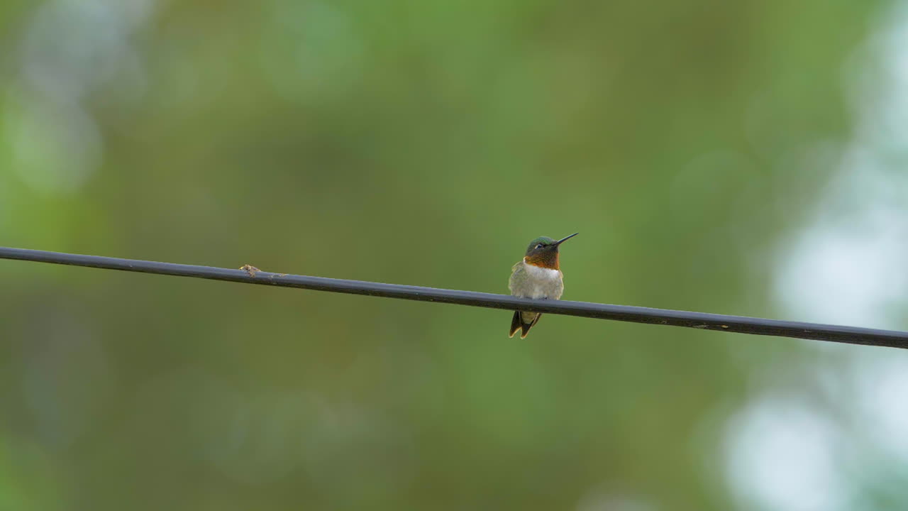 adorable colibrí garganta de rubí mostrando el hermoso plumaje rojo en su garganta