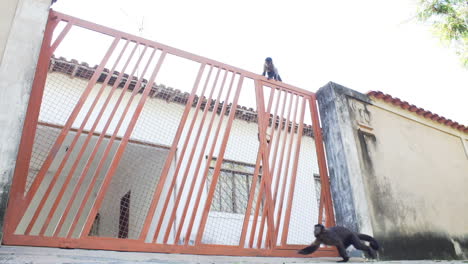 capuchin monkey arrives jumps over gate while other monkeys move around on the walls