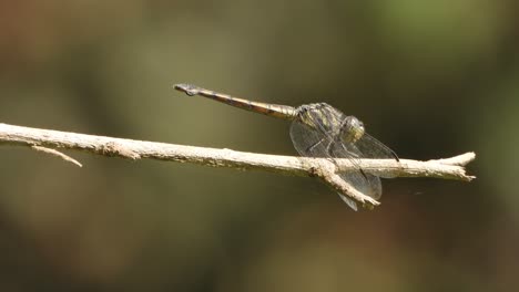 dragonfly ontspannen op stok - ogen