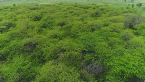 Aerial-Shot-Of-Tree-Tops-In-A-Green-Animal-Hunting-Game-Reserve-Forest,-Pakistan