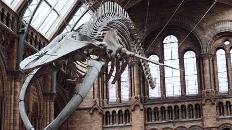 whale skeleton displayed in grand museum hall