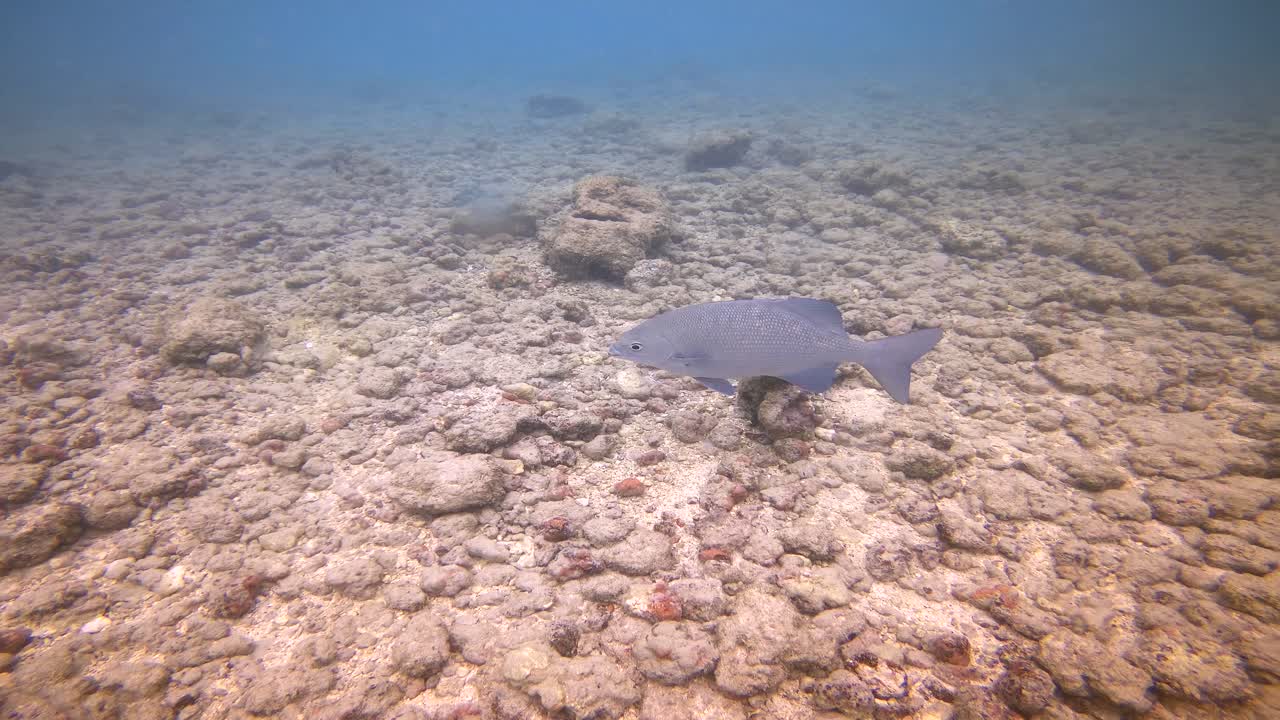snorkeling en hawaii, hanauma bay, oahu