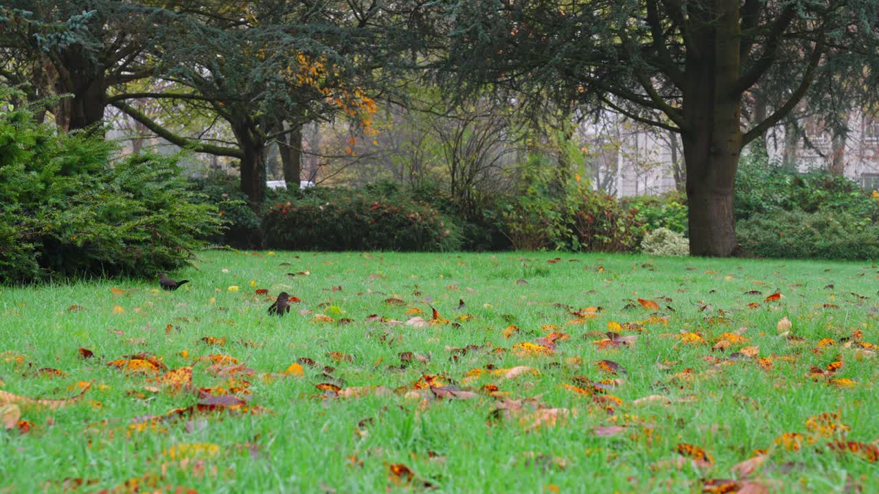 un estornino vuela junto a otro en un trozo de hierba en el parque con hojas de otoño por todas partes