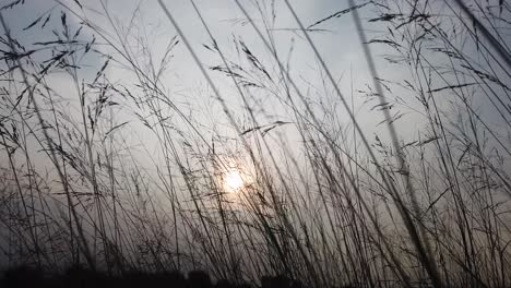 slow-motion-grass-silhouette-against-the-background-of-the-shining-sun-moving-shot