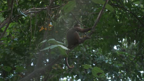 Süßer-Kleiner-Kapuzineraffe,-Der-Auf-Einem-Ast-Eines-Baums-Sitzt-Und-Blumen-Im-Dschungel-Des-Tayrona-Parks,-Kolumbien-Isst