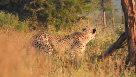 Nordostafrikanischer-Gepard,-Der-Durch-Graslandbüsche-Läuft