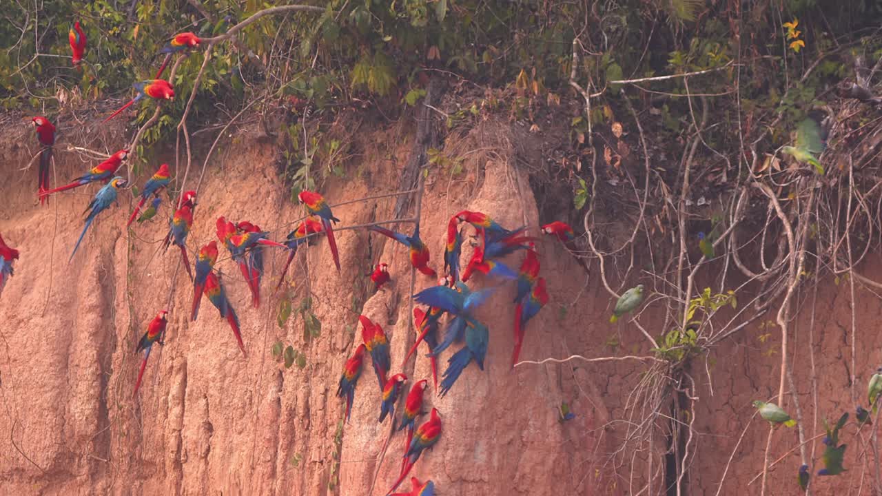 Flock of Scarlet Macaws at Clay Lick Interacting and with Blue-and-yellow macaws