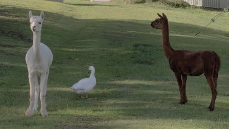 two llamas, brown and white, and a domestic duck at the park in currumbin valley, gold coast