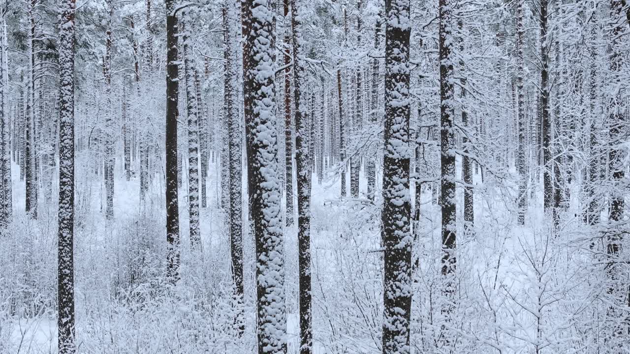 Drone Slides Sideways Through Snowy Forest – Cinematic Fresh Winter Scene