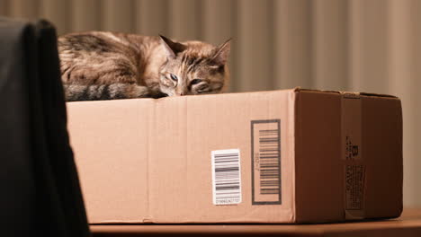 wonderful scenery of a cat relaxing at the top of paper box - wide shot