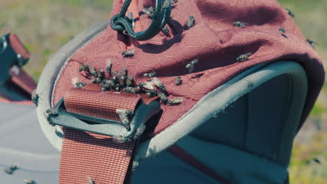 Swarm-Of-Flies-On-A-Backpack-Under-The-Sunlight---handheld-close-up