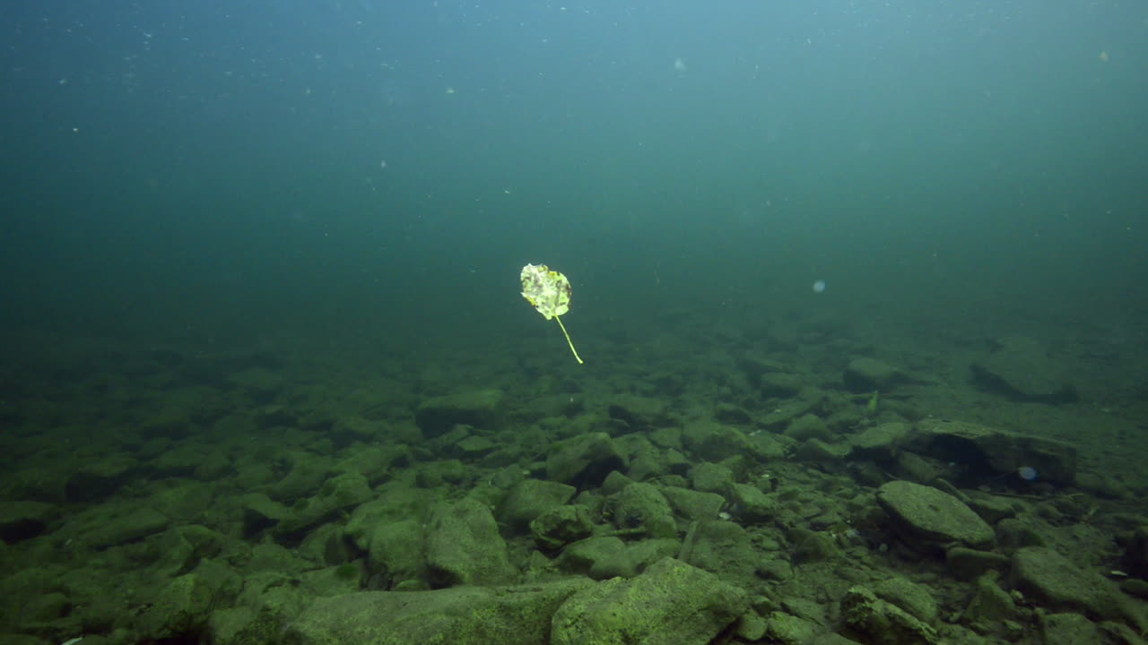 다이빙 중 수중에서 리프 샷