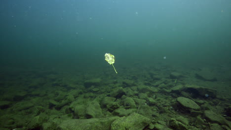 Blatt-Während-Eines-Tauchgangs-Unter-Wasser-Geschossen