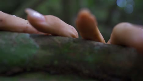 close up shot of girl hands touching tree in the woods