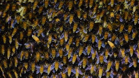se sabe que las abejas melíferas gigantes construyen grandes colonias de nidos con bolsillos simétricos hechos de cera para almacenar miel como fuente de alimento.
