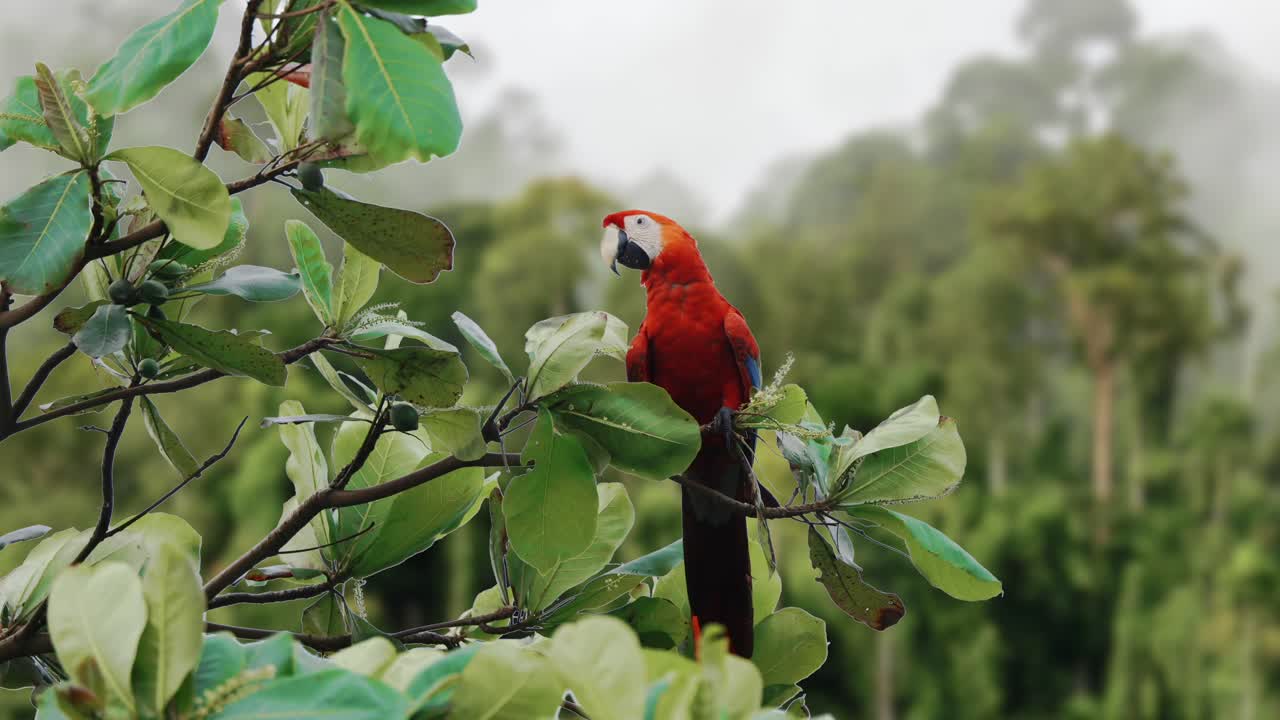 escarlata mcaw loro pájaro tropical jungla vida silvestre naturaleza 4k animales
